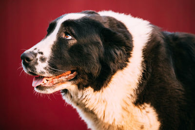 Close-up of dog looking away