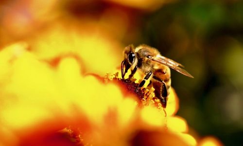 Close-up of bee on flower