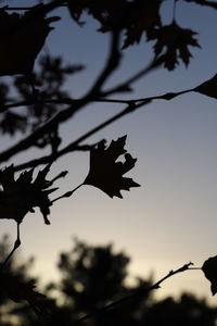 Low angle view of silhouette tree against sky at sunset
