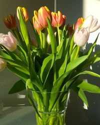 Close-up of tulips blooming outdoors