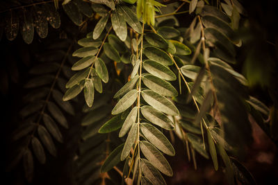 Close-up of leaves