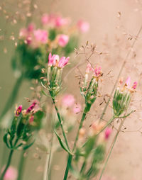 Close-up of pink flowers
