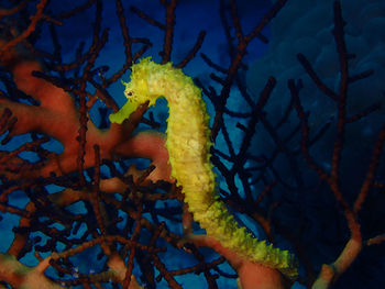 View of starfish in sea