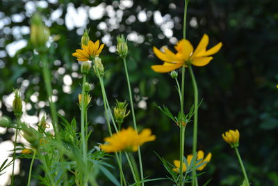 Close-up of yellow flowering plants