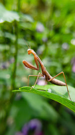 Close-up of insect on leaf