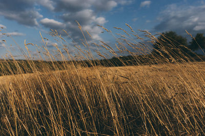 Plants growing on field against sky