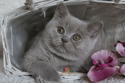 Close-up portrait of kitten on flower