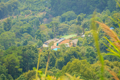 High angle view of trees in forest