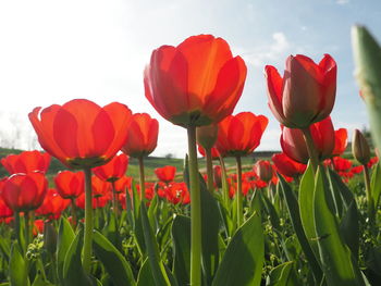 Close-up of red tulips on field against sky