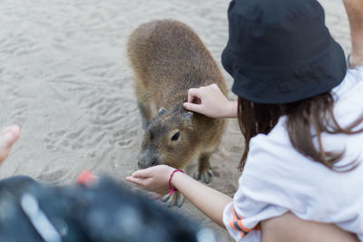 High angle view of woman holding squirrel