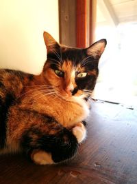 Close-up of cat sitting on hardwood floor