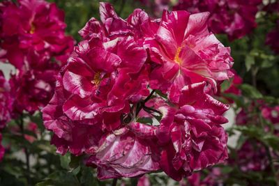 Close-up of bougainvillea blooming outdoors