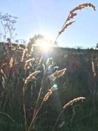 Close-up of wheat plants on field against bright sun
