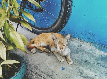 High angle view of cat relaxing against wall