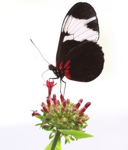 Close-up of butterfly pollinating on flower