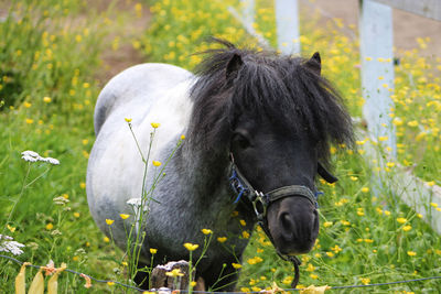 Horses and more