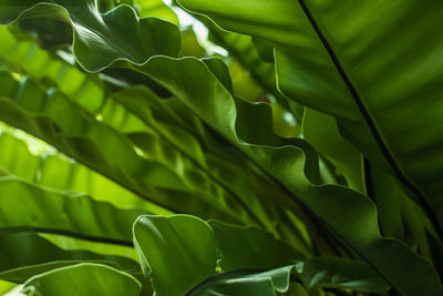 Close-up of green leaves