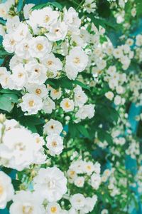 Close-up of white flowers