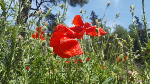 Close-up of red poppy flowers on field