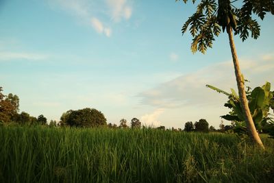 Scenic view of agricultural field against sky