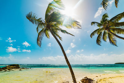 Palm trees on beach against sky