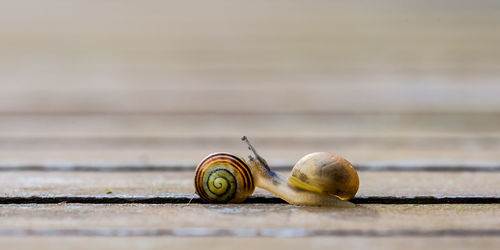 Close-up of snails