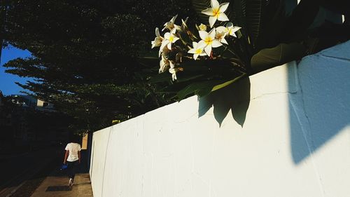 Shadow of tree on plant