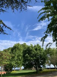 Low angle view of trees in park against sky