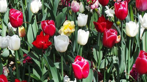 Close-up of red tulips