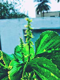 Close-up of fresh green plant against sky