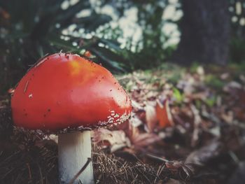 Close-up of mushroom in forest