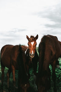 Horses standing and grazing in a field.