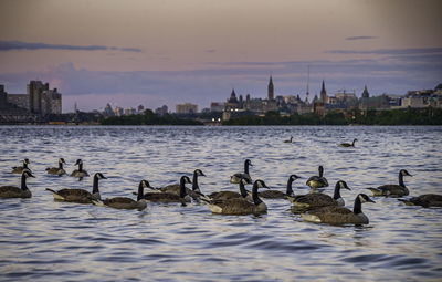 Ducks swimming in water at sunset