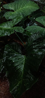 High angle view of raindrops on leaves