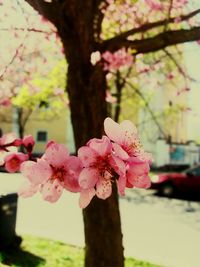 Close-up of pink flowers blooming outdoors