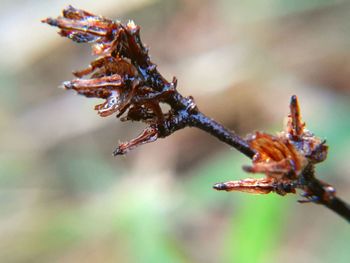 Close-up of insect on flower
