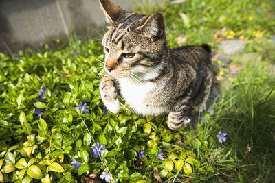 Housecat playing in the yard and garden