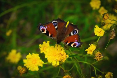 Close-up of butterfly perching on yellow flowers