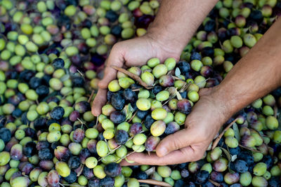 Handful of harvests of fresh olives in men's hands.  concept of healthy and organic food. top view,