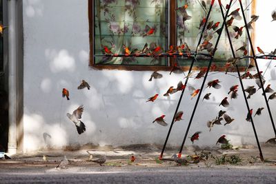 Birds on clothes line 