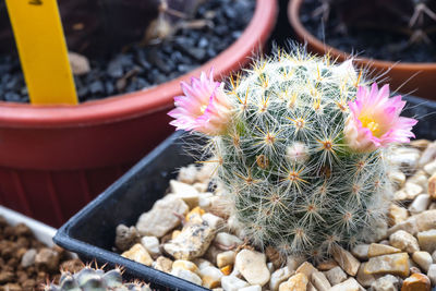 High angle view of potted cactus plant