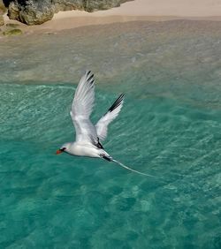 High angle view of seagull flying over sea