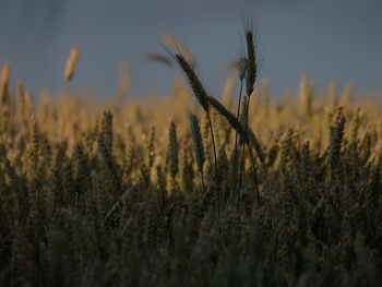 Close-up of wheat growing on field against sky