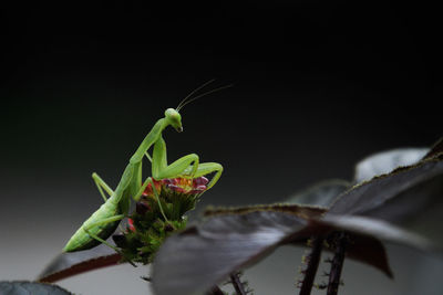 Close-up of insect on plant