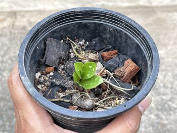 Cropped hand of person holding potted plant