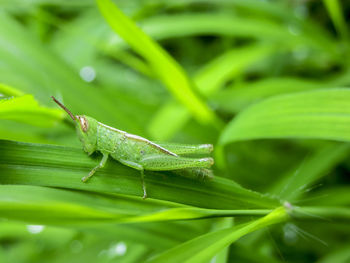 Baby grasshopper on green grass having lunch