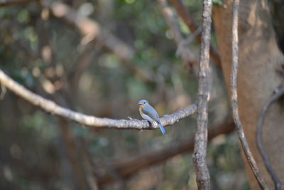 Close-up of bird perching on branch