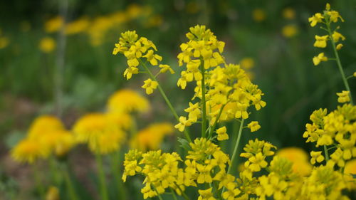 Close-up of yellow flowering plant
