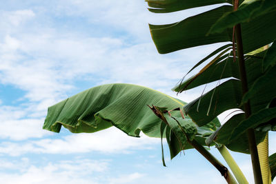 Banana leaves in countryside with the sky.