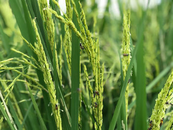 Close-up of crops growing on field